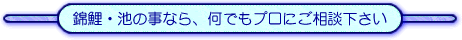 錦鯉・池の事なら、何でもプロにご相談下さい 各種国家資格保有の安心工事 錦鯉のエサ 濾過機各種販売 鯉あずかり 池清掃